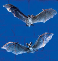 Unbranded Gruesome Horror - Natural Spooky Bat (1 of Asst)