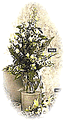 H46 Large Tied Arrangement (vase excluded)