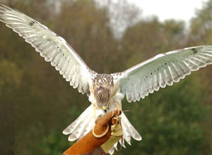 Unbranded Half day introduction to falconry