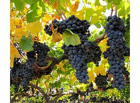 This half day wine country tour is a great option for those with limited time in San Francisco and not only offers a taste of the superb wineries in the region, but it offers a chance to enjoy the wonderful countryside and beautiful vineyards of Sono