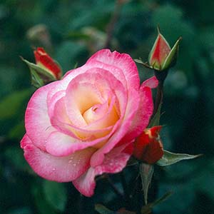 Unbranded Handel - Climbing Rose (pre-order now)