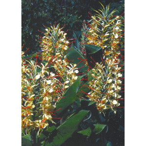 An Award of Garden Merit winner  the Ginger Lily produces colourful  fragrant spikes of tubular flow