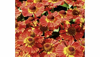 Robust free-flowering plants producing an abundance of strong stems topped with vibrant blooms. Flowers June-September. Height 40-50cm (16-20); spread 50-60cm (20-24). Supplied in a 9cm pot. Salsa - Spicy red flowers with dark chocolate button centre