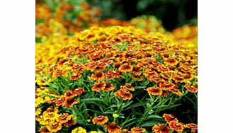 Unbranded Helenium Plants - Autumnale Western