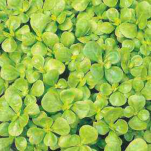 Unbranded Herb Green Purslane Seeds