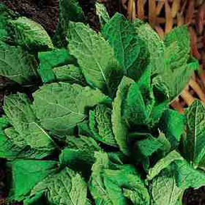 Unbranded Herb Mint Peppermint Seeds