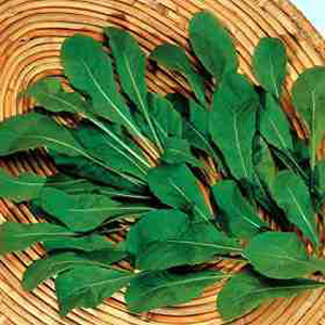 A fast growing salad rocket with large  rounded  tender leaves and an excellent peppery taste but no