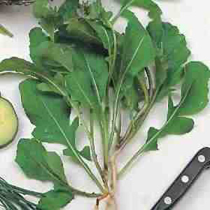 Combines the speed of Salad Rocket and the flavour of Wild Rocket. The upright habit keeps the attra