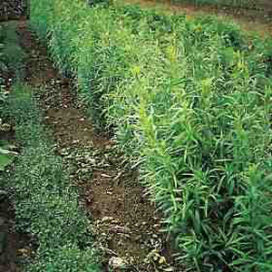 Unbranded Herb Russian Tarragon Seeds