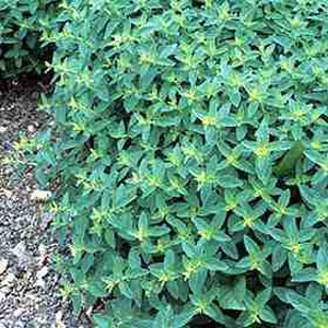 Unbranded Herb Sweet Marjoram Seeds