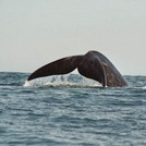 Travel along the dramatic Cape Coastline to Hermanus for arguably the best shore-based whale watchin