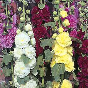 This mix produces a wide range of colours including red  pink  rose and white. A stately plant  grea