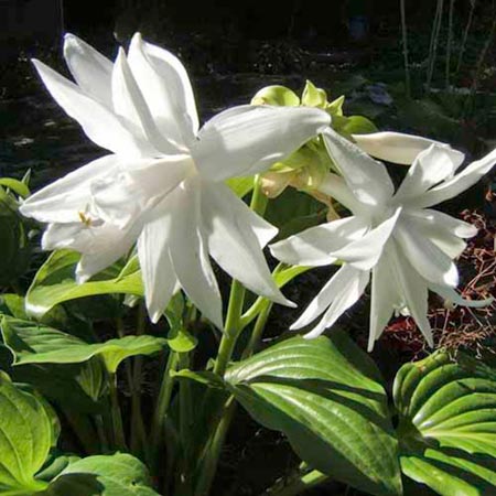 Unbranded Hosta Venus Plants Pack of 3 Potted Plants