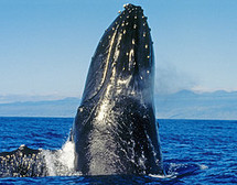 Unbranded Humpback Whale Watching, Maui - Adult