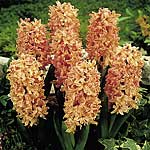 Unbranded Hyacinth Outdoor Gypsy Queen