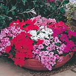 Expo`s glowing blooms in shades of red  pink  rose  white  violet  picotee  cherry-blush plus many o