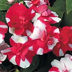 Stunning double and semi-double flowers in a striking combination of cherry-red and snow-white. Bred