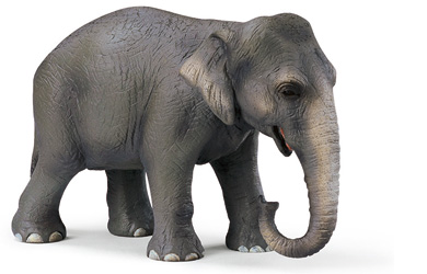 Unbranded Indian Elephant Female