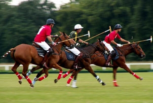Unbranded Introduction to Polo at Ascot Park Polo Club
