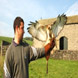 Introductory Bird of Prey Experience