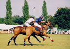Unbranded Introductory Polo Lessons
