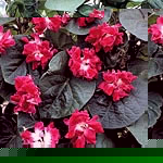 Ipomoea Sunrise Serenade (Ipomoea Imperialis)