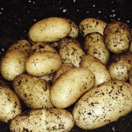 Unbranded Juliette Potatoes (3 kg) 3 kg