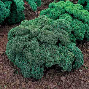 Unbranded Kale Curly Dwarf Green Curled Seeds