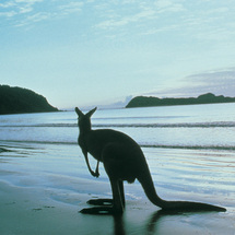Unbranded Kangaroo Island Highlights Cruise/Fly - Adult