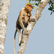 A must for nature enthusiasts, this fascinating river safari takes you in search of Proboscis monkey