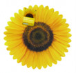 Unbranded Kneeler Cushion - Sunflower