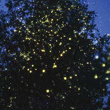 Millions of tiny fireflies sparkle and twinkle in thick mangrove to give the impression of brightly 