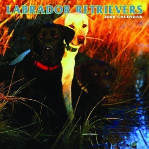 Labrador Retriever 2006 calendar