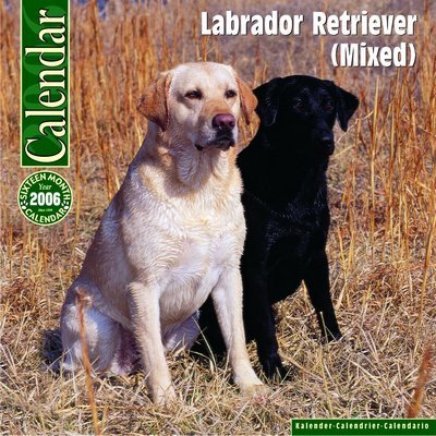 Labrador Retriever - Mixed Calendar