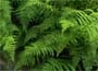 Lady Fern