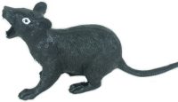 Large Black Rat