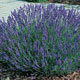 Unbranded Lavender Hidcote English Blue x 5 Plants