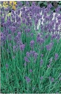 Unbranded Lavender Munstead Blue x 1 litre pot