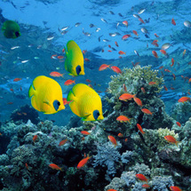 Lazy Day Red Sea Snorkelling Cruise - Adult