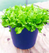 Unbranded Lettuce and#39;Green Leaves Mixedand39; Seeds