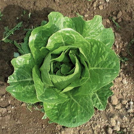Unbranded Lettuce Claremont Seeds Average Seeds 220