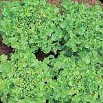 Unbranded Lettuce Salad Bowl Seeds