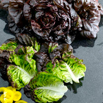 Unbranded Lettuce Seeds - Red Little Gem Amaze