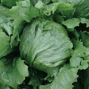 Unbranded Lettuce Sonette Seeds