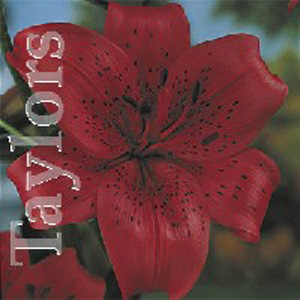 Unbranded Lilium Fire Glow Bulbs