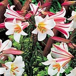 Unbranded Lily Favourites Collection