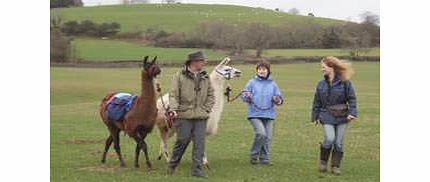 Unbranded Llama Trekking and Cream Tea for Two