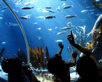 Unbranded Loch Lomond Aquarium SEA LIFE Half Term Offer