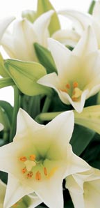 Longiflorum Lilies- Box of 20- White
