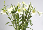 Longiflorum Lilies with Courier Delivery